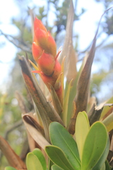 Tillandsia turneri