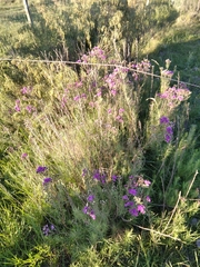 Vernonanthura nudiflora