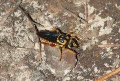 Laphria saffrana