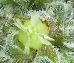 Cryptantha pterocarya pseudocycloptera