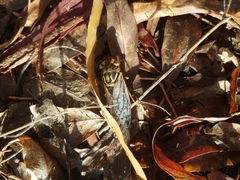 Macrotristria godingi