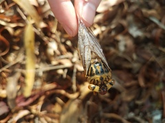 Macrotristria godingi