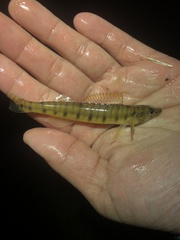 Percina fulvitaenia
