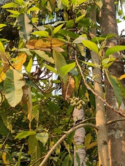 Magnolia champaca