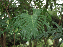 Philodendron bipinnatifolium