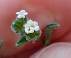 Cryptantha pterocarya pseudocycloptera
