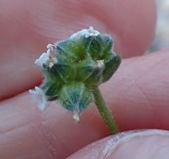 Cryptantha pterocarya pseudocycloptera