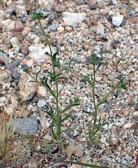 Cryptantha pterocarya pseudocycloptera