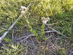 Chromolaena hirsuta