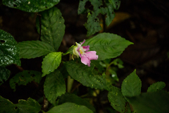 Impatiens pseudoperezii