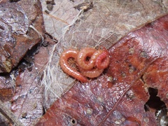 Strigamia bothriopus