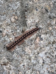 Helicorthomorpha
