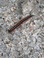 Helicorthomorpha