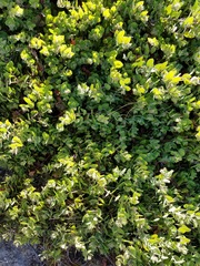 Arctostaphylos cruzensis