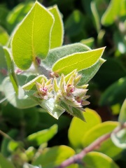 Arctostaphylos cruzensis