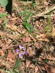 Glycine microphylla