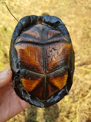 Kinosternon hirtipes