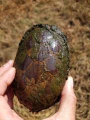 Kinosternon hirtipes