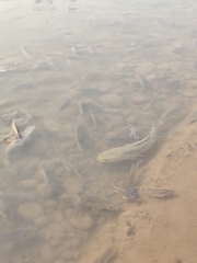 Channa striata