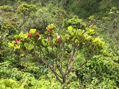 Syzygium sandwicense