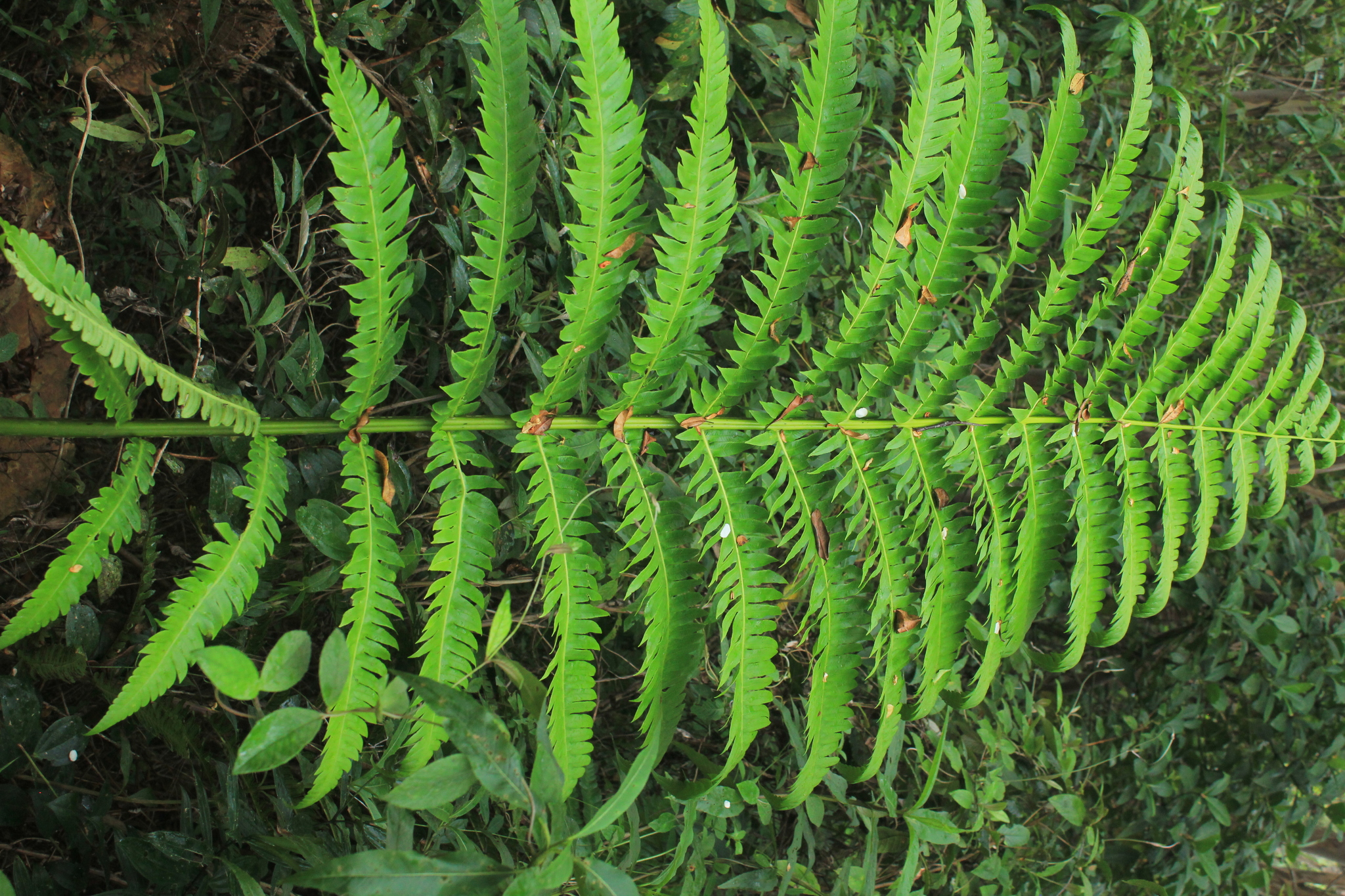 Cyathea mutica var. grandis