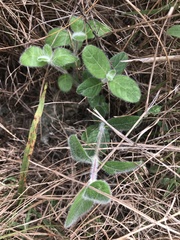Ruellia caroliniensis heteromorpha