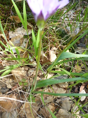 Dipterostemon capitatus capitatus