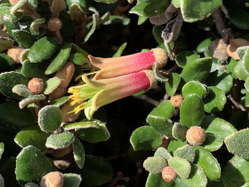 Correa backhouseana Hook.