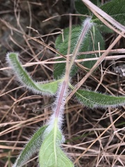 Ruellia caroliniensis heteromorpha
