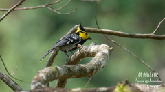 Machlolophus spilonotus