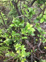 Alyxia stellata