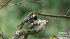 Machlolophus spilonotus