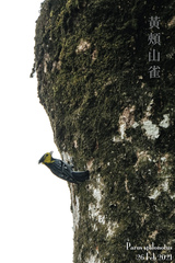 Machlolophus spilonotus