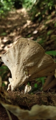 Trametes menziesii