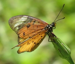 Acraea encedon encedon
