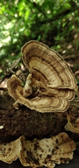 Trametes menziesii