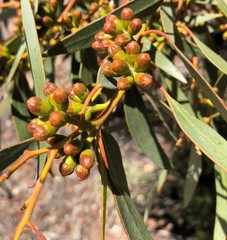 Eucalyptus dumosa