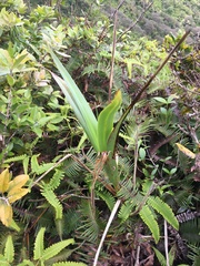 Dianella sandwicensis