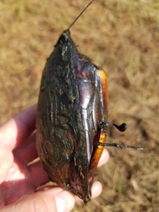 Kinosternon hirtipes