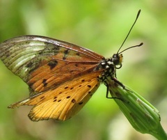 Acraea encedon encedon