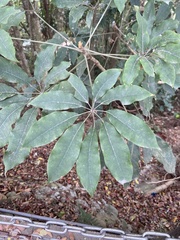 Heptapleurum heptaphyllum