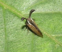 Centrotini