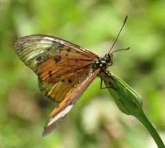 Acraea encedon encedon