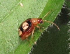 Monolepta vinosa