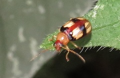 Monolepta vinosa