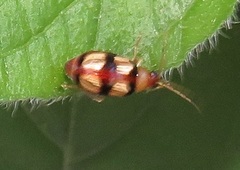 Monolepta vinosa