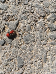 Dasymutilla erythrina