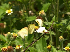 Eurema elathea flavescens
