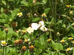 Eurema elathea flavescens
