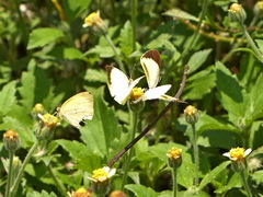 Eurema elathea flavescens